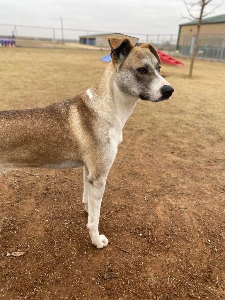 Enlarge Loretta, a Adoptable mixed breed in Big Spring, TX image 1/2