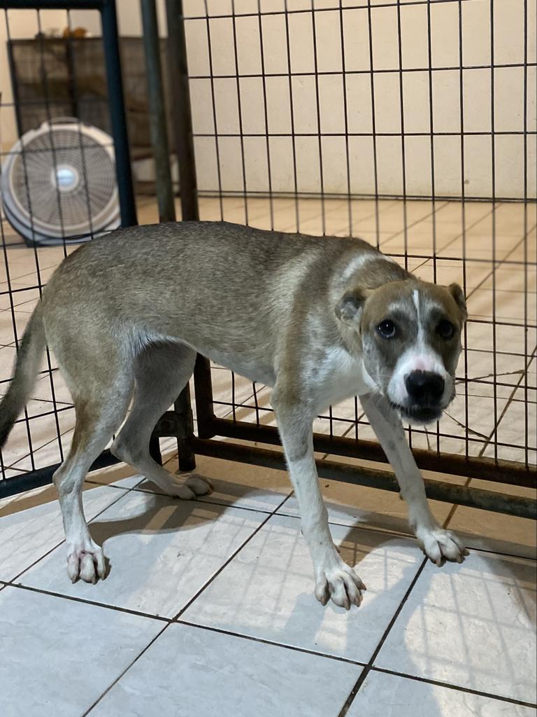 Enlarge Loretta, a Adoptable mixed breed in Big Spring, TX image 2/2