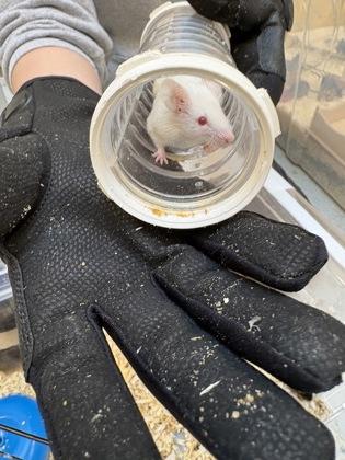 Enlarge Minnesota, a Adoptable Mouse in Seattle, WA image 1/2