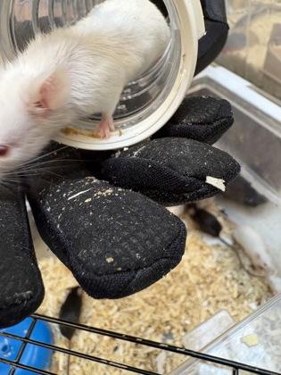 Enlarge Minnesota, a Adoptable Mouse in Seattle, WA image 2/2