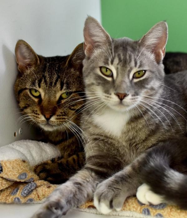 Enlarge Tom Tom, a Adoptable Domestic Short Hair in Marietta, GA image 1/6