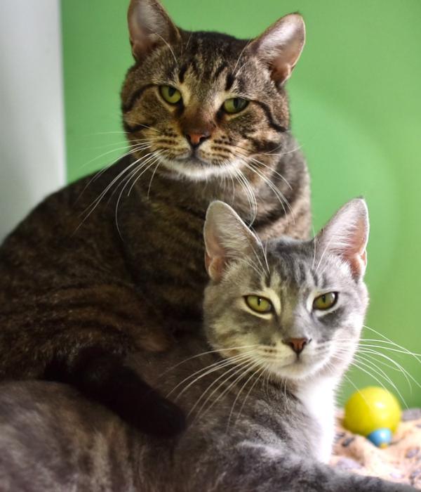 Enlarge Tom Tom, a Adoptable Domestic Short Hair in Marietta, GA image 2/6