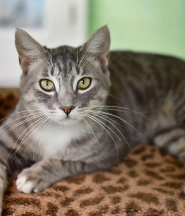 Enlarge Tom Tom, a Adoptable Domestic Short Hair in Marietta, GA image 4/6