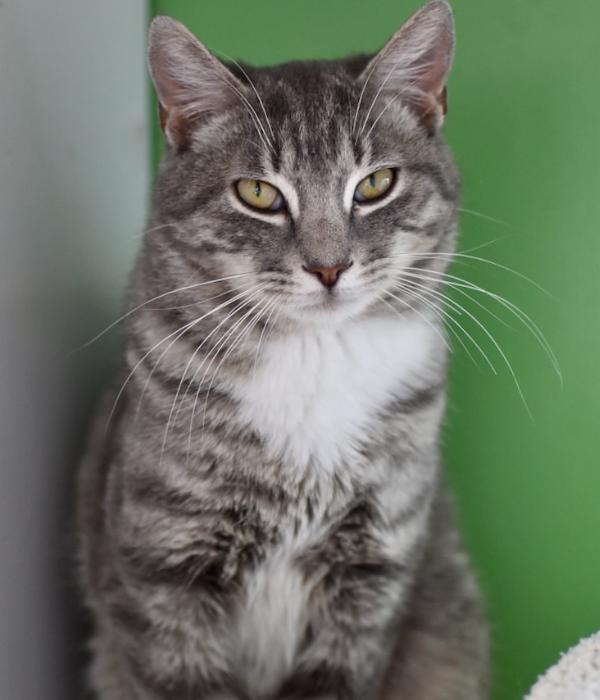 Enlarge Tom Tom, a Adoptable Domestic Short Hair in Marietta, GA image 5/6