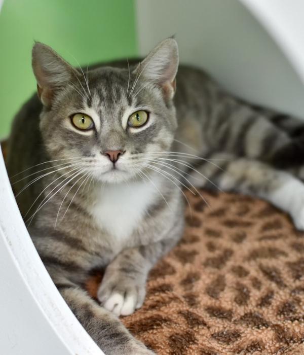 Enlarge Tom Tom, a Adoptable Domestic Short Hair in Marietta, GA image 6/6