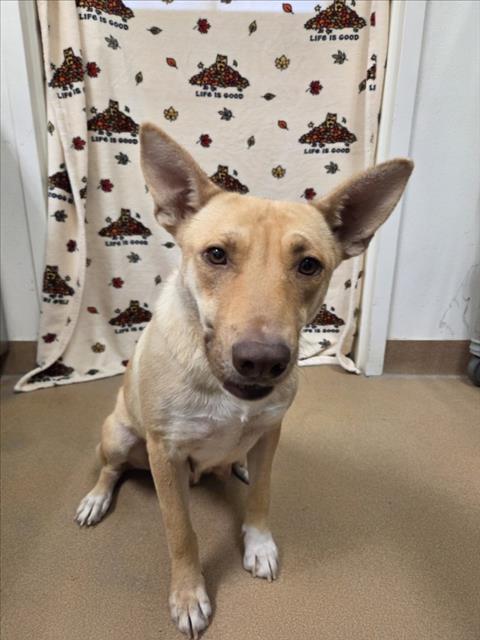 BETTY, Adoptable, Adult Female Labrador Retriever & Mixed Breed.