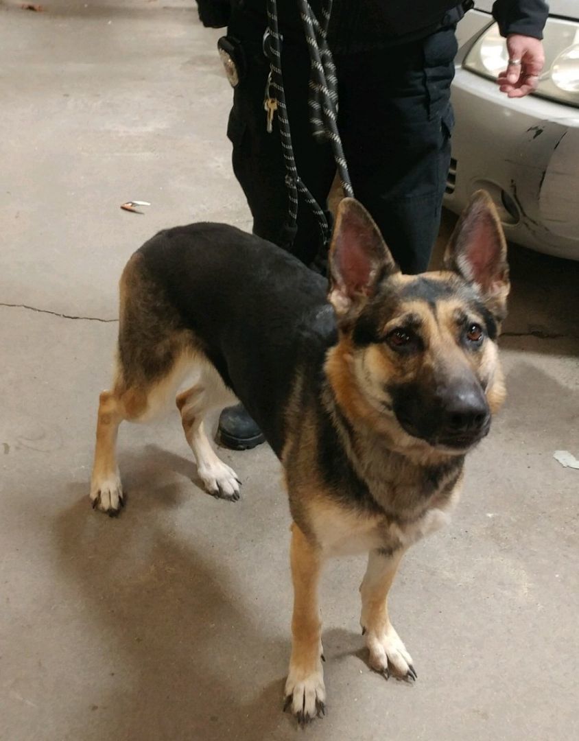 Enlarge Sailor, a Adopted German Shepherd Dog in Woonsocket, RI image 1/1