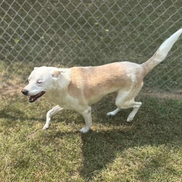Sir Waggington, Adoptable, Adult Male Mixed Breed.