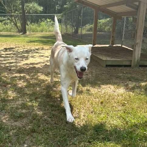 Enlarge Sir Waggington, a Adoptable Mixed Breed in Gadsden, AL image 3/6