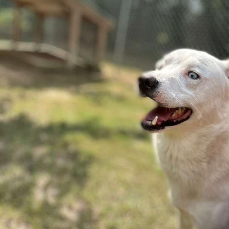 Enlarge Sir Waggington, a Adoptable Mixed Breed in Gadsden, AL image 4/6
