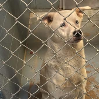 Enlarge Sir Waggington, a Adoptable Mixed Breed in Gadsden, AL image 5/6