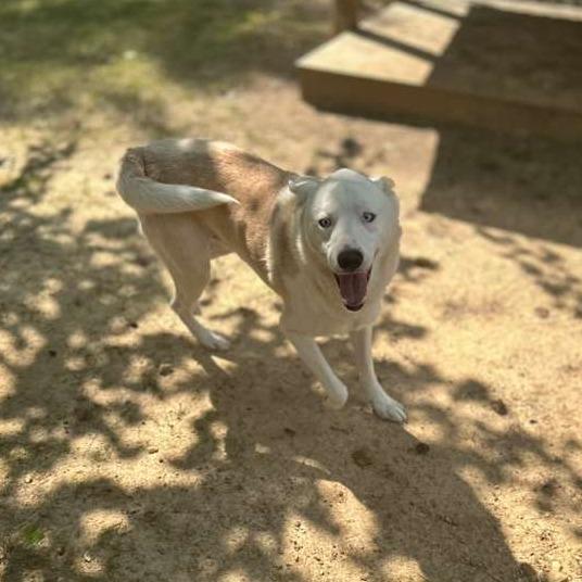 Enlarge Sir Waggington, a Adoptable Mixed Breed in Gadsden, AL image 6/6