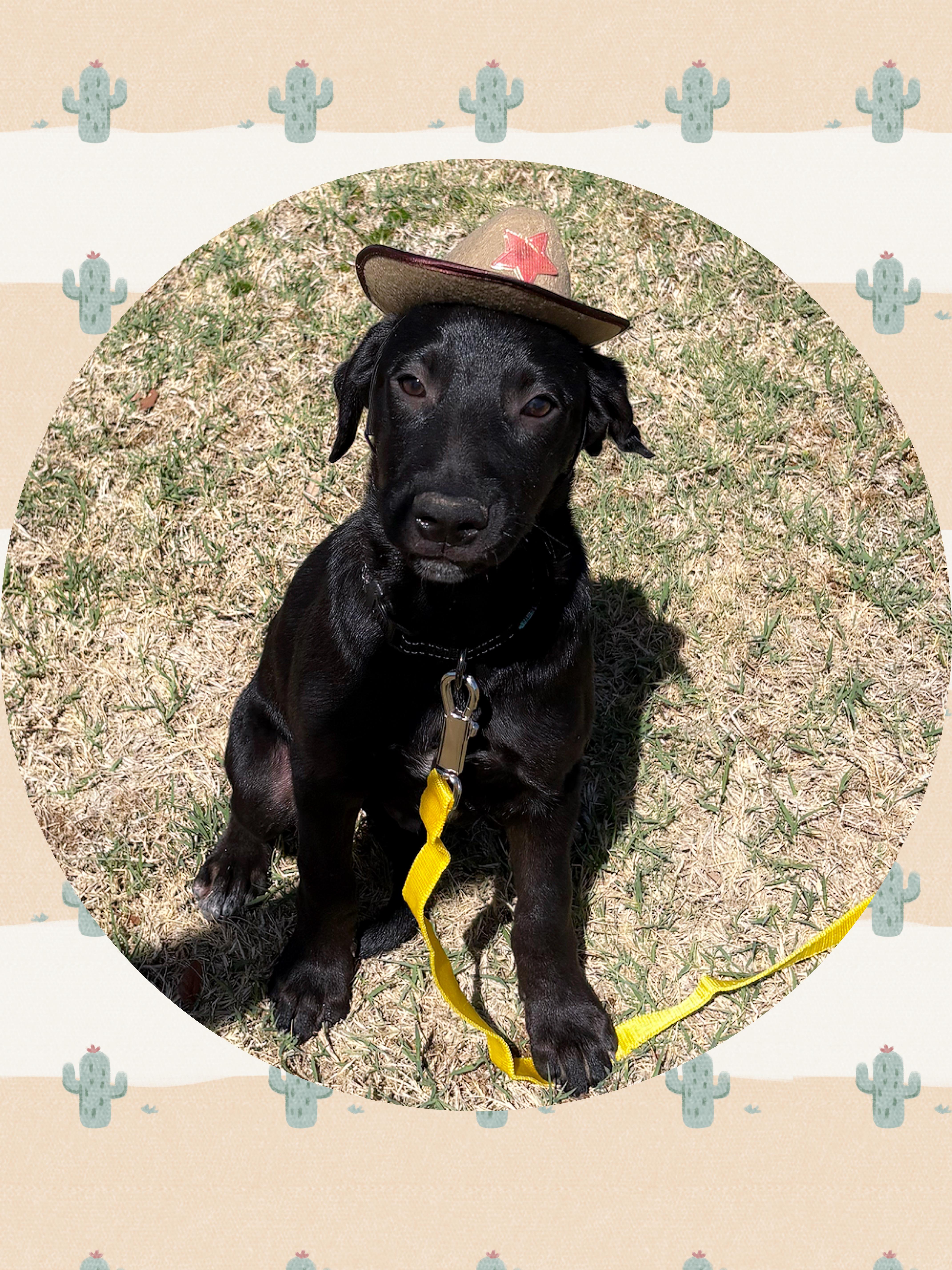 POOH BEAR, ADOPTABLE, Puppy Male Labrador Retriever & Flat-Coated Retriever.