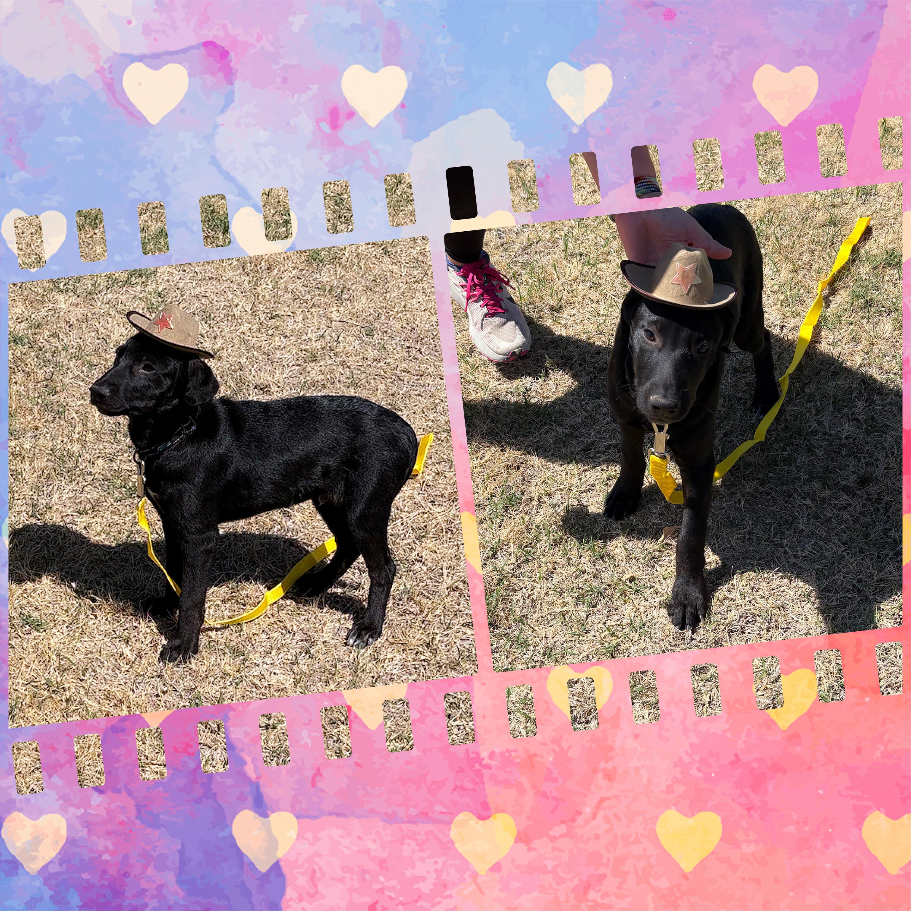 Enlarge POOH BEAR, a ADOPTABLE mixed breed in Queen Creek, AZ image 4/6