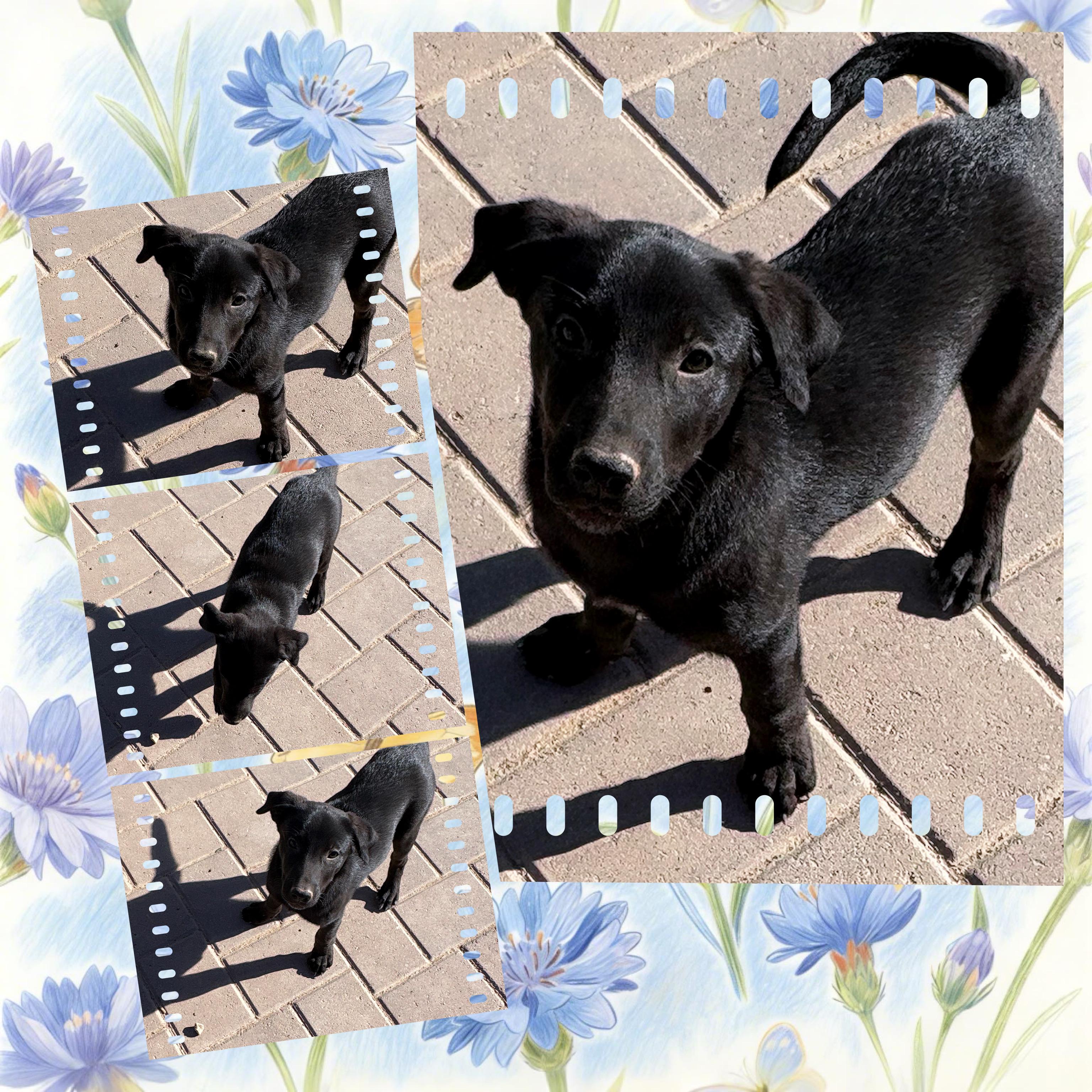 Enlarge POOH BEAR, a ADOPTABLE mixed breed in Queen Creek, AZ image 6/6