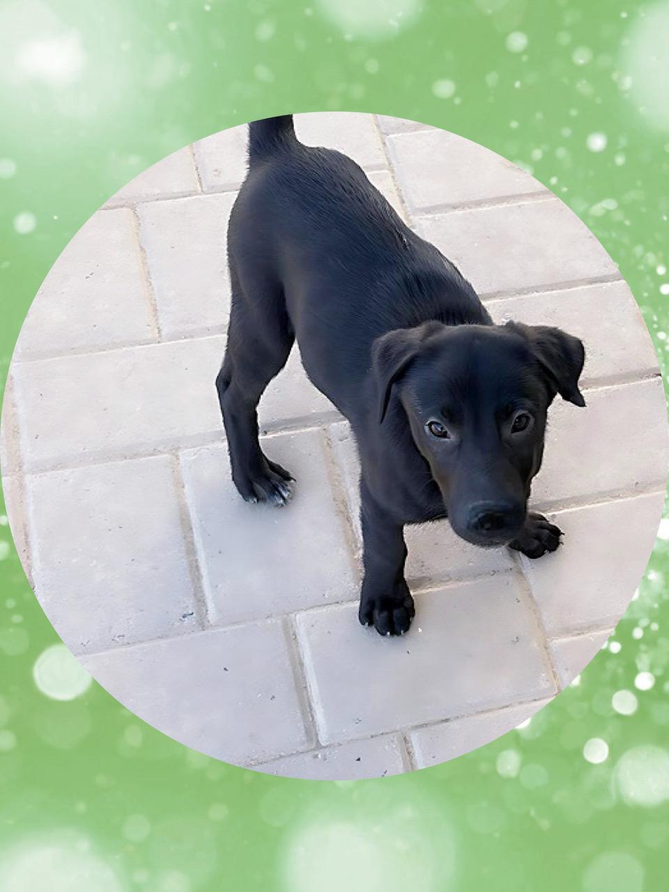 Enlarge POOH BEAR, a ADOPTABLE mixed breed in Queen Creek, AZ image 5/6