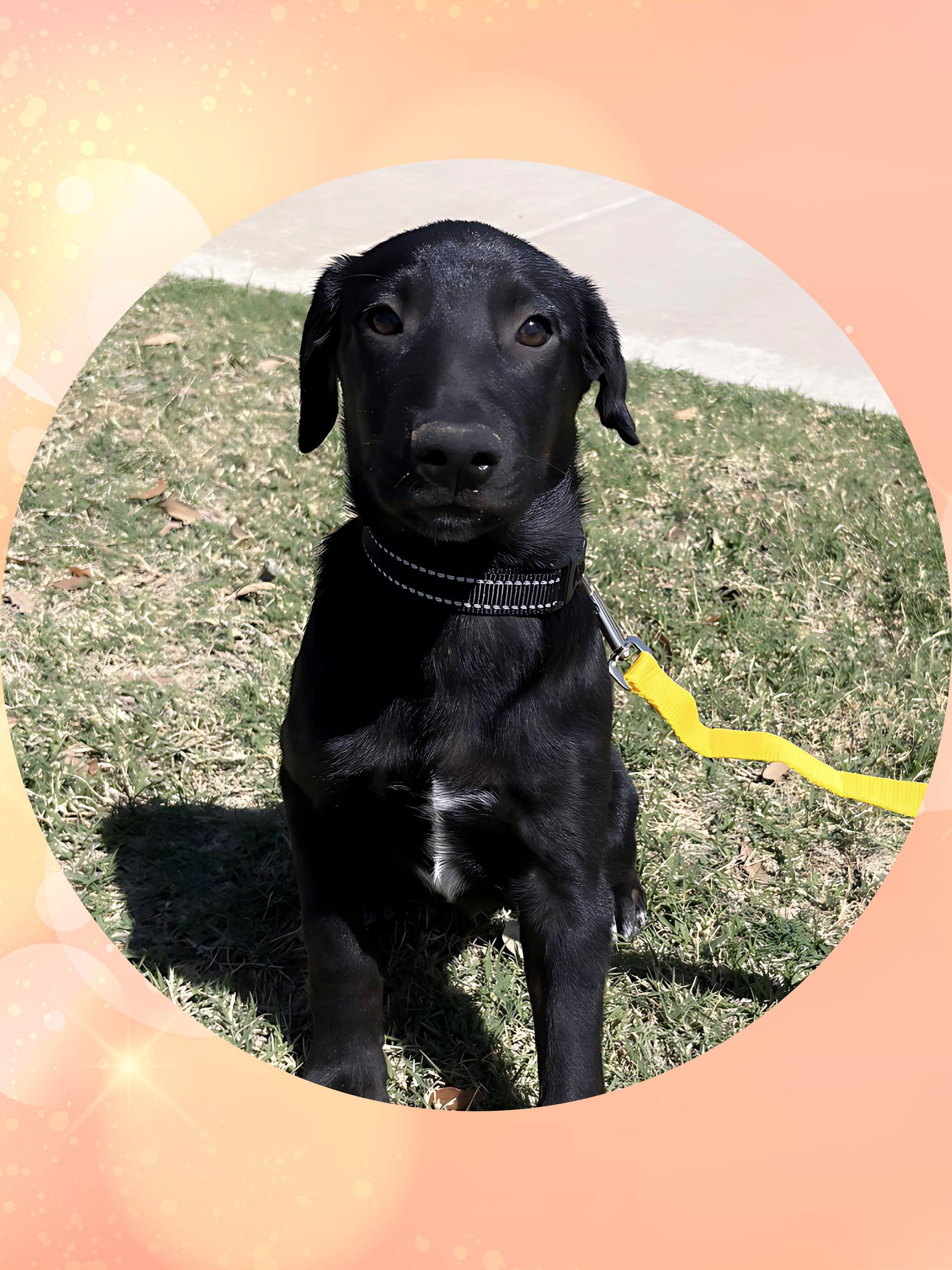 Enlarge POOH BEAR, a ADOPTABLE mixed breed in Queen Creek, AZ image 2/6