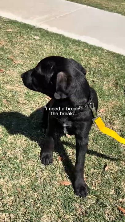 Enlarge POOH BEAR, a ADOPTABLE mixed breed in Queen Creek, AZ video 3/6