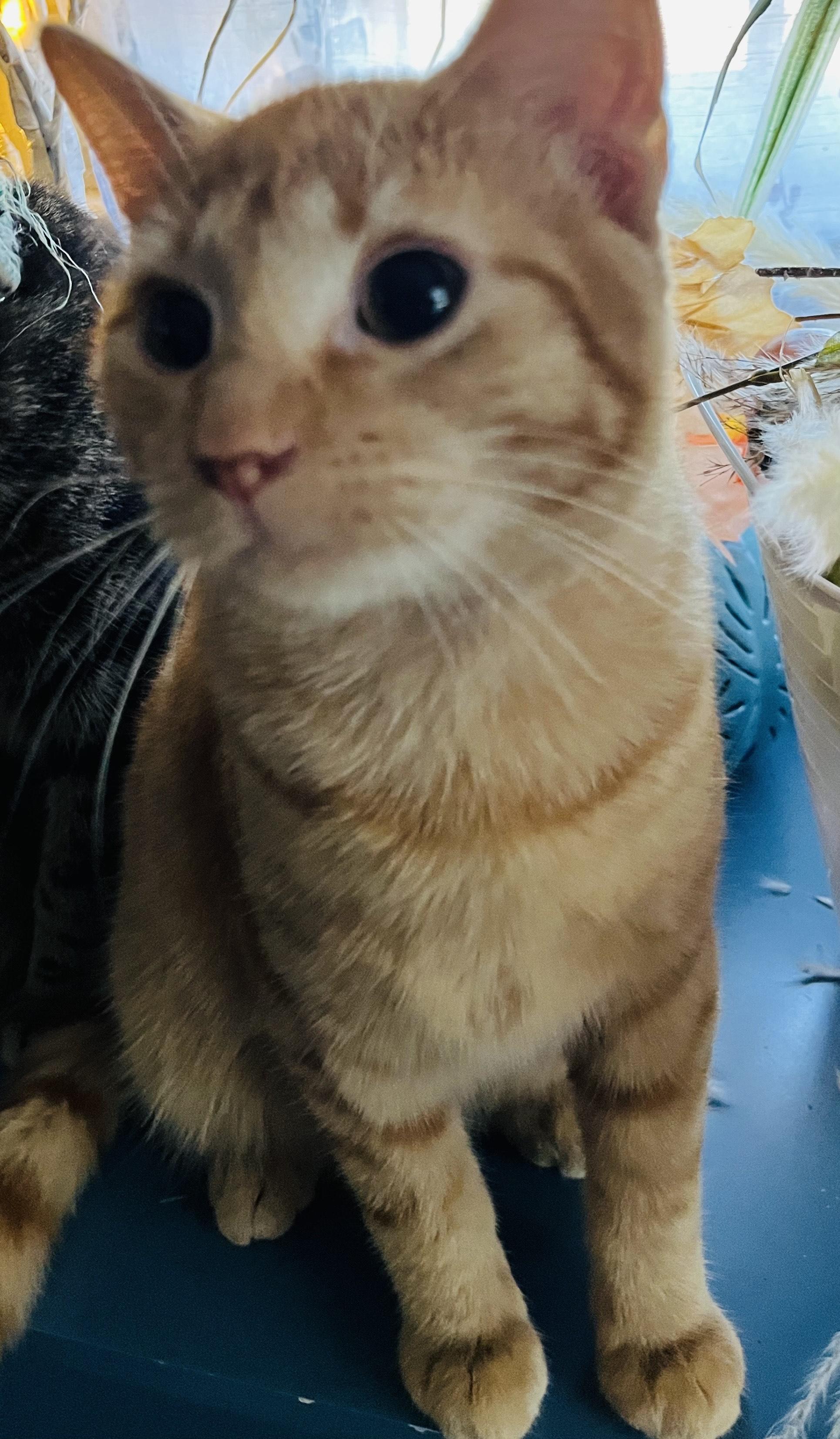 Caramel, a Adoptable Domestic Short Hair in Malden, MA image 2/2