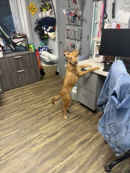 Scarlet, Adoptable, Young Female Terrier & Mixed Breed.