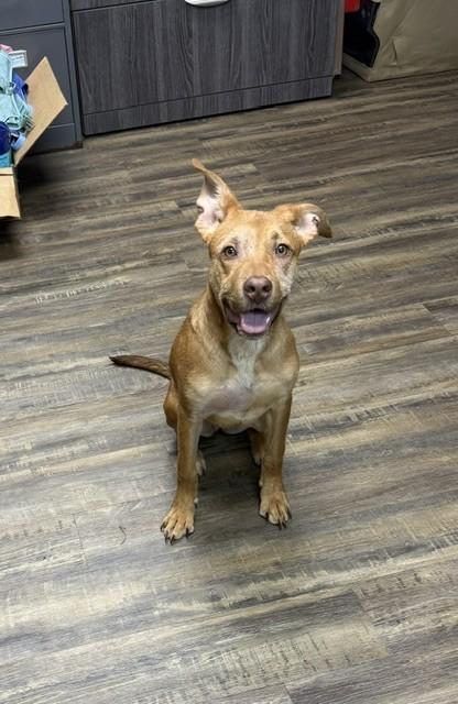Enlarge Scarlet, a Adoptable mixed breed in Conway, AR image 2/2