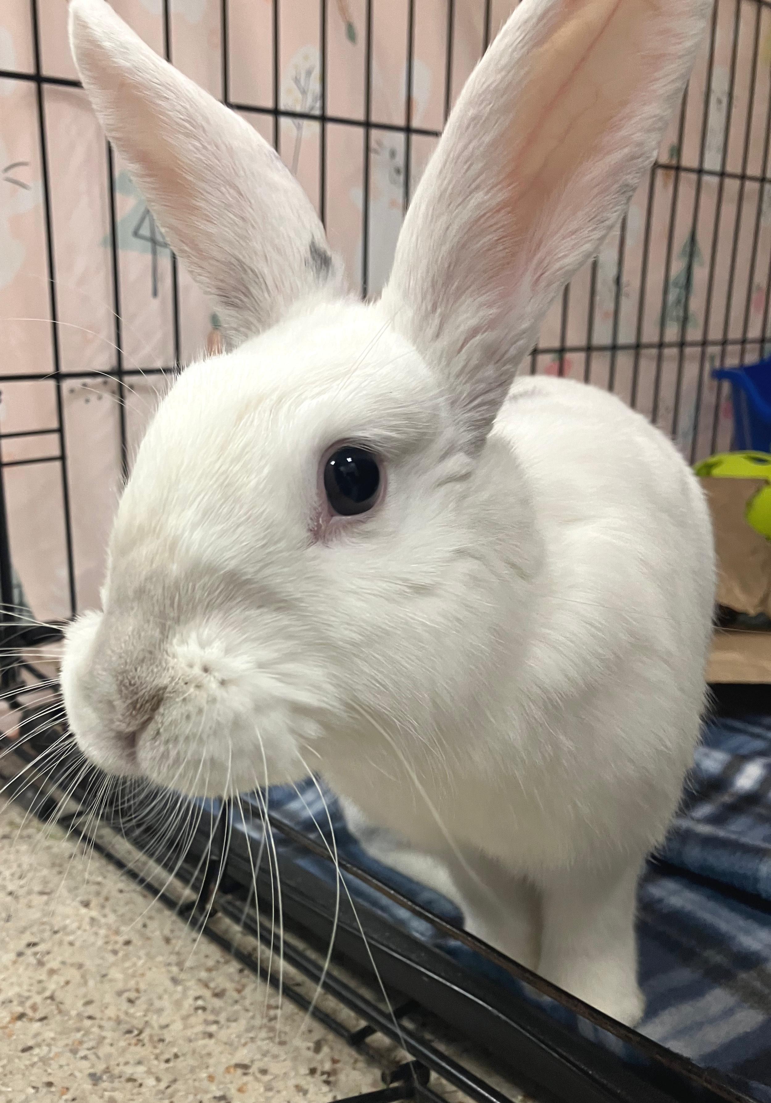 Priya, ADOPTABLE, Adult Female American.