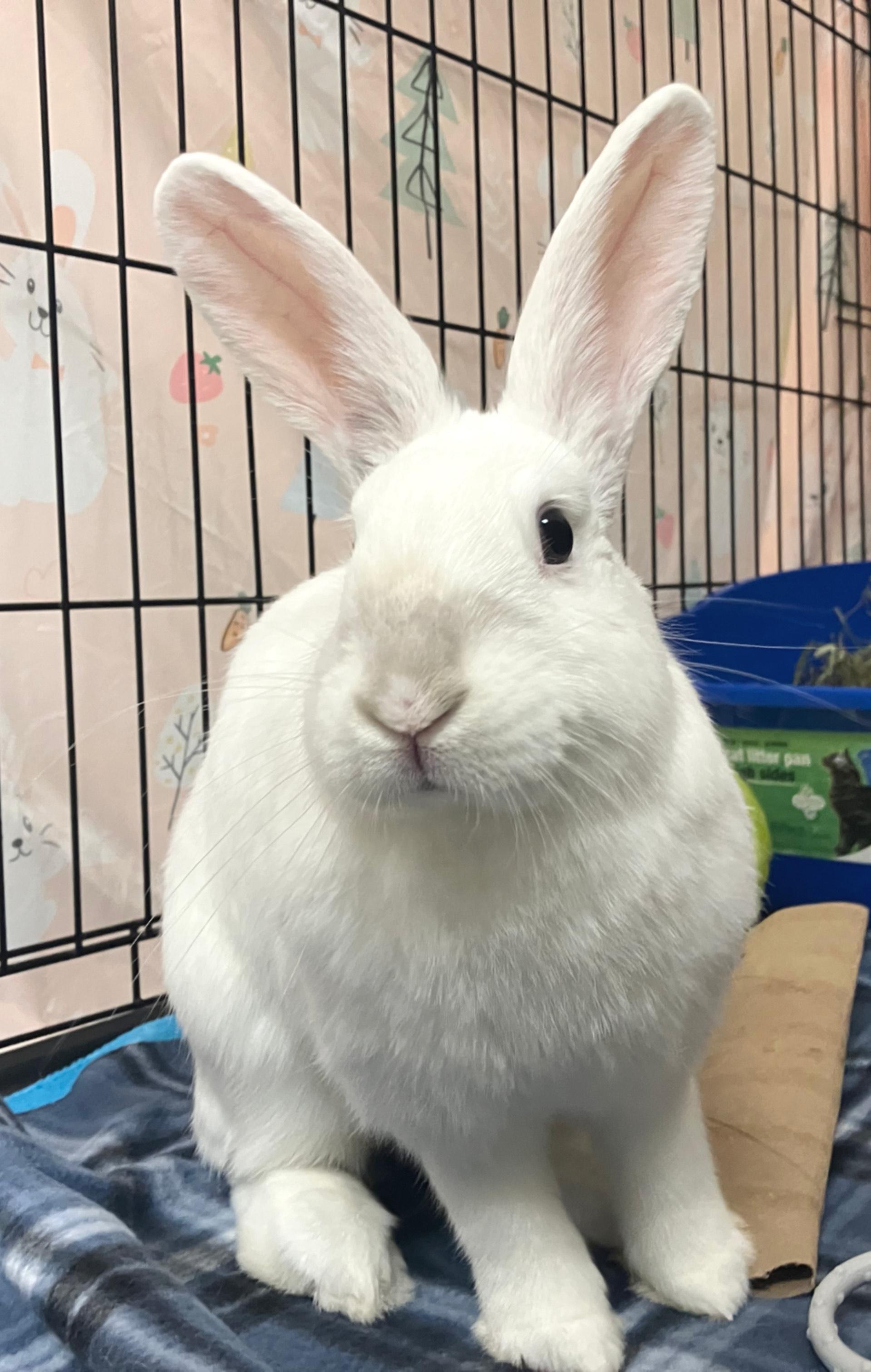 Enlarge Priya, a ADOPTABLE mixed breed in Oshkosh, WI image 4/5