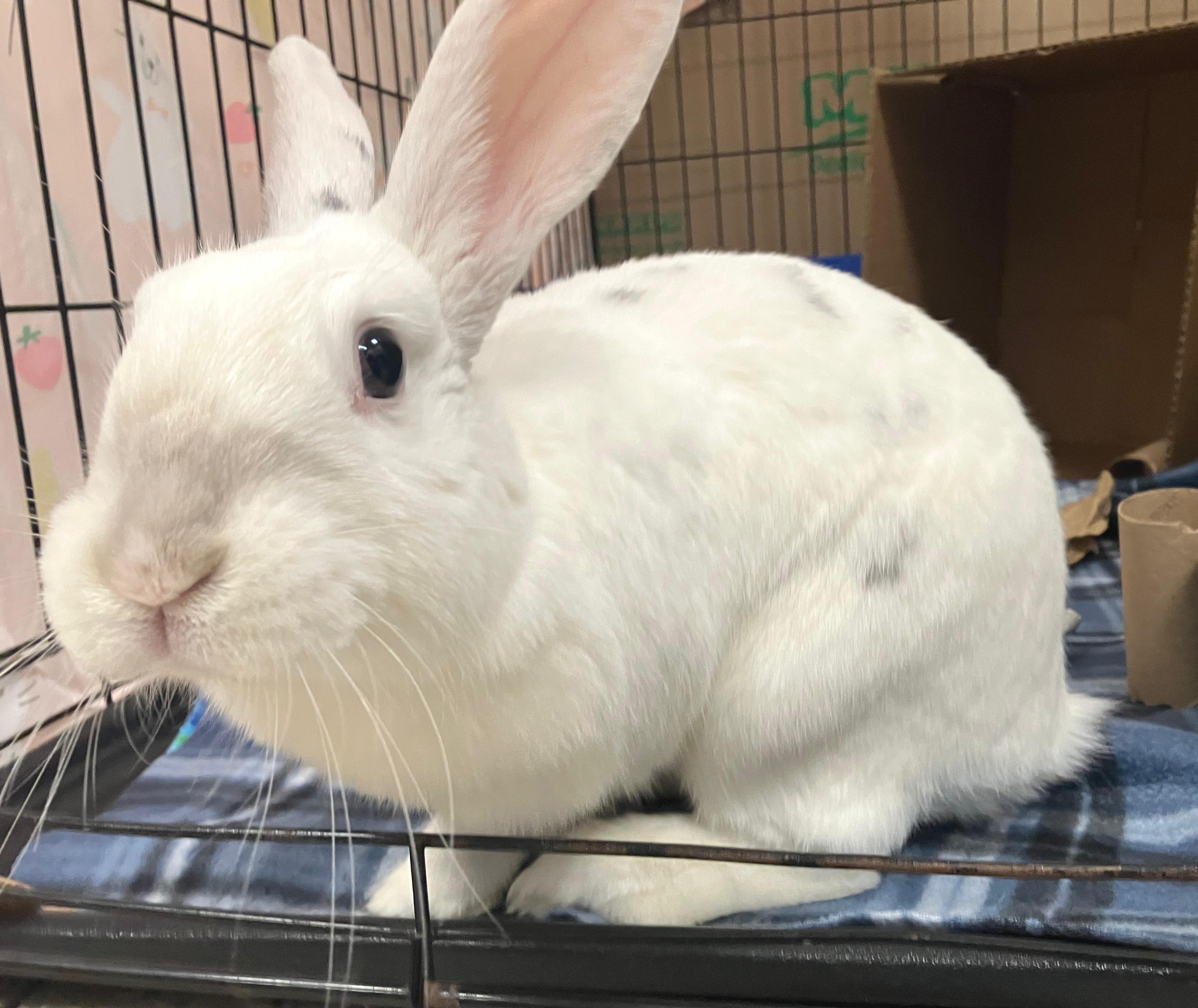 Enlarge Priya, a ADOPTABLE mixed breed in Oshkosh, WI image 2/5