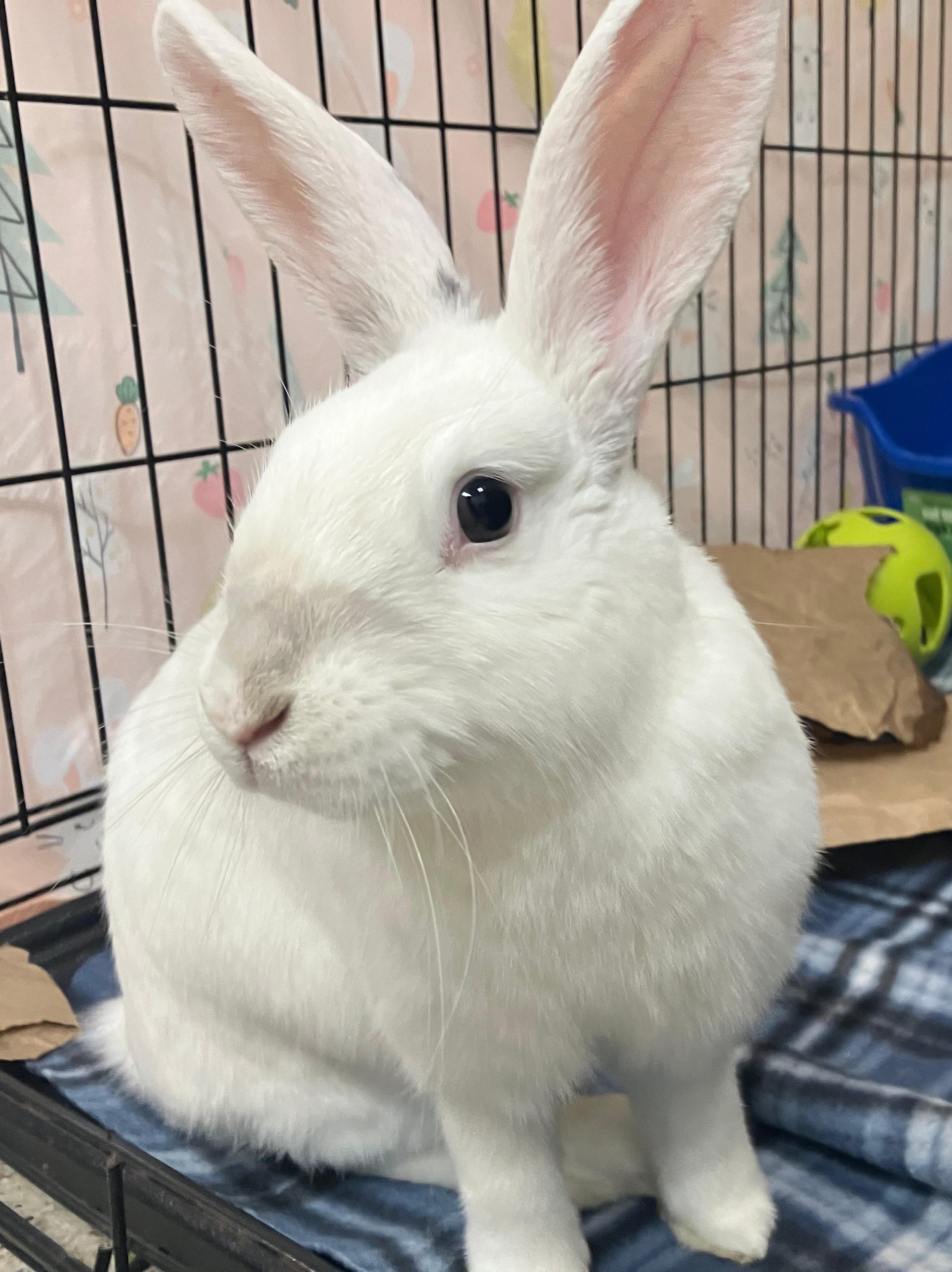 Enlarge Priya, a ADOPTABLE mixed breed in Oshkosh, WI image 5/5