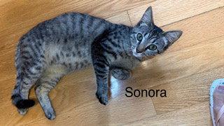 Enlarge Sonora, a Adoptable mixed breed in Oakland Park, FL image 1/2