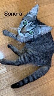 Enlarge Sonora, a Adoptable mixed breed in Oakland Park, FL image 2/2