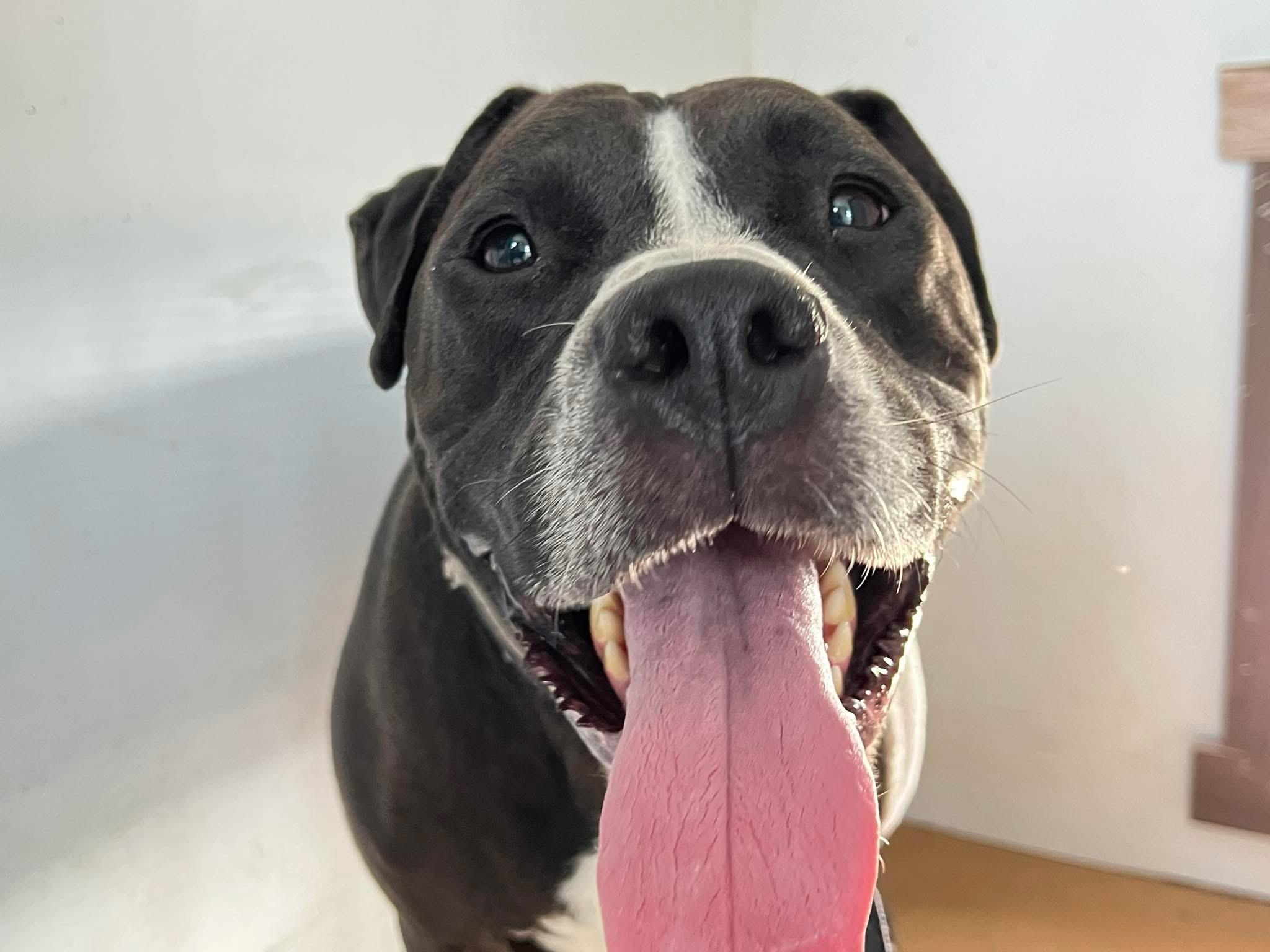 Bronco, a Adopted Pit Bull Terrier in Delphi, IN image 1/3