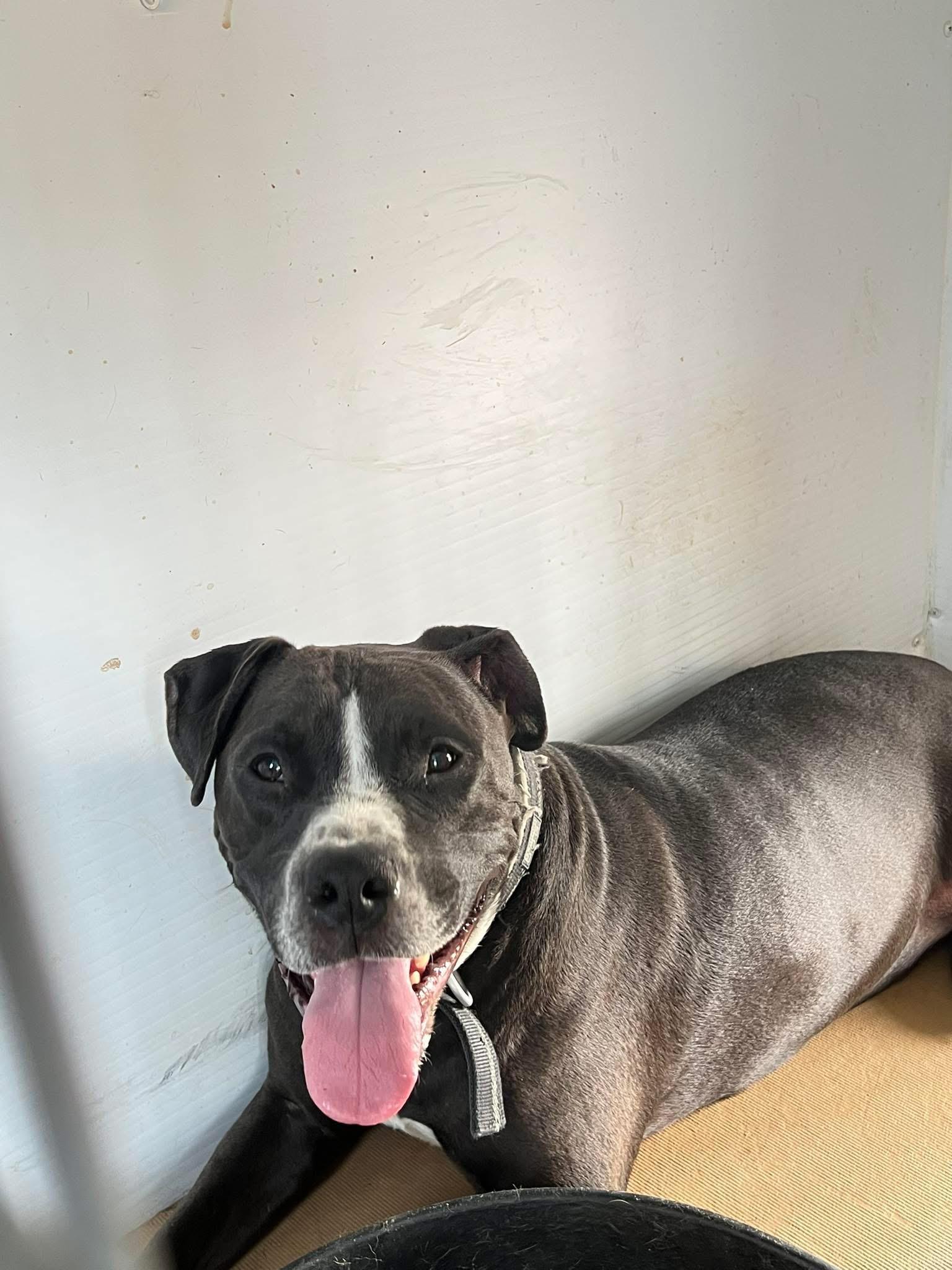 Bronco, a Adopted Pit Bull Terrier in Delphi, IN image 2/3