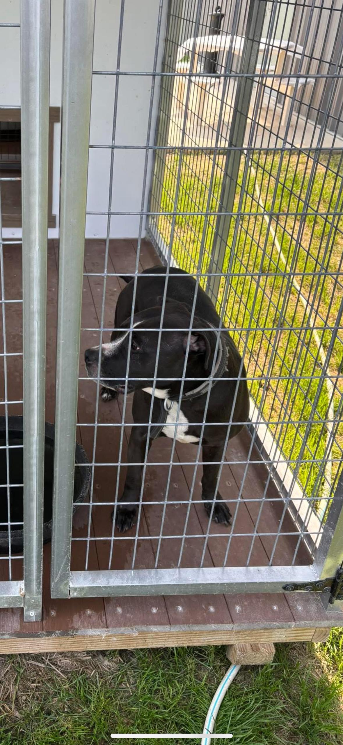 Bronco, a Adopted Pit Bull Terrier in Delphi, IN image 3/3