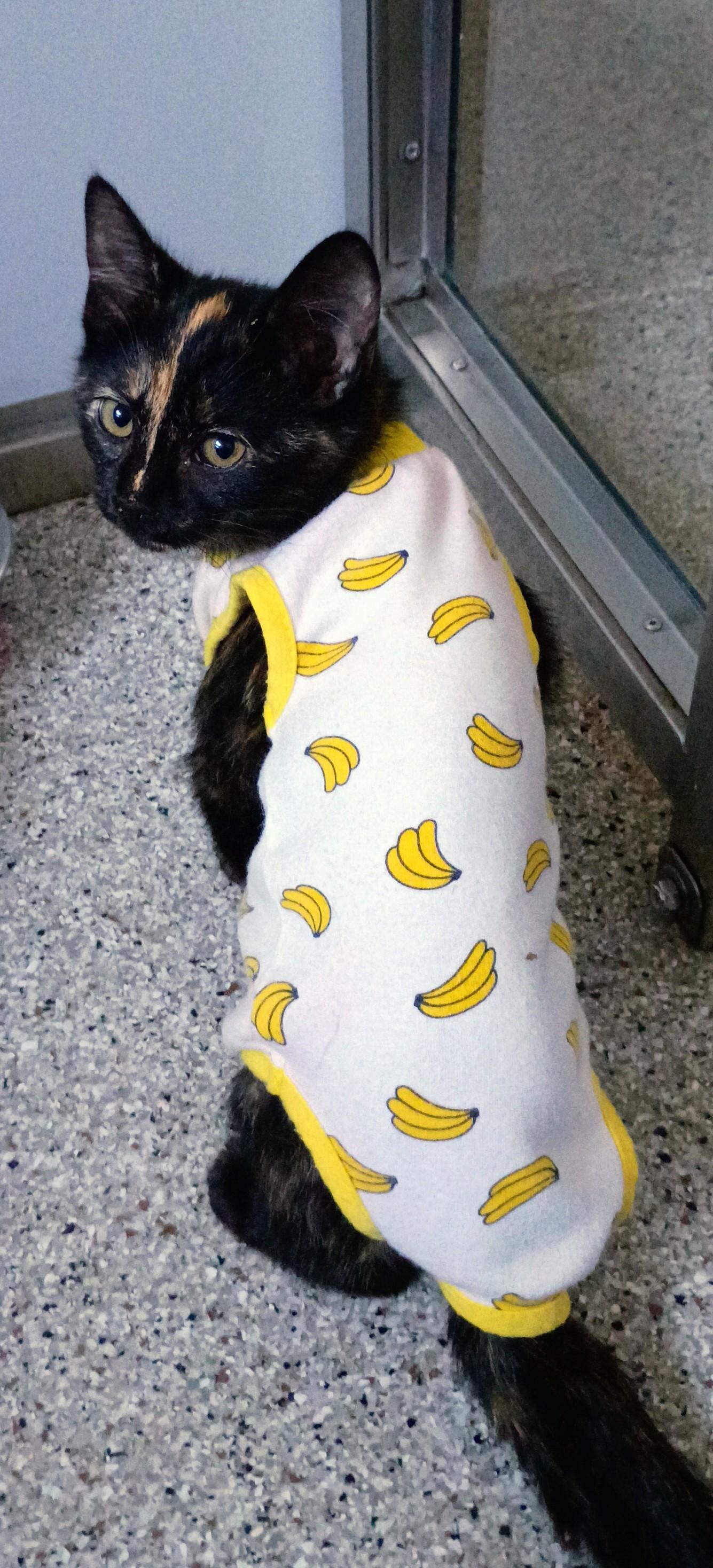 Photo of Young Female Domestic Short Hair Tortoiseshell