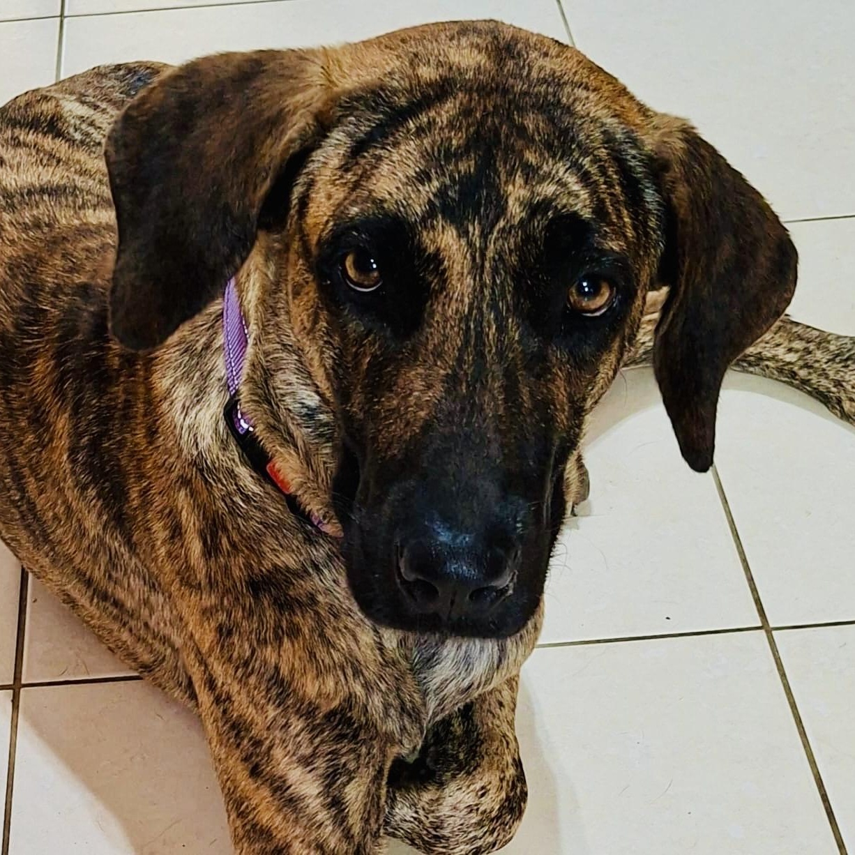 Zillah, a ADOPTABLE mixed breed in Leominster , MA image 1/6