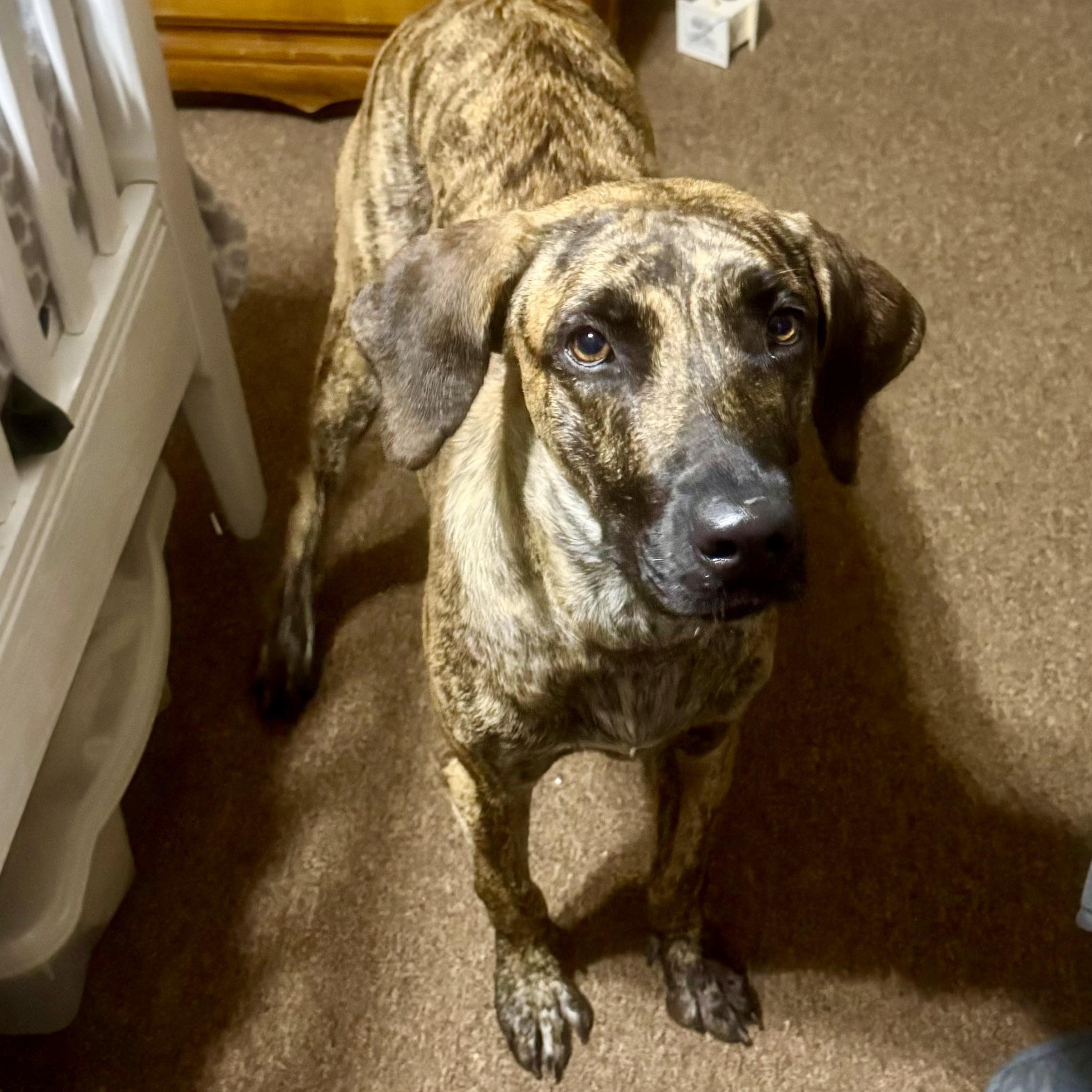 Zillah, a ADOPTABLE mixed breed in Leominster , MA image 3/6