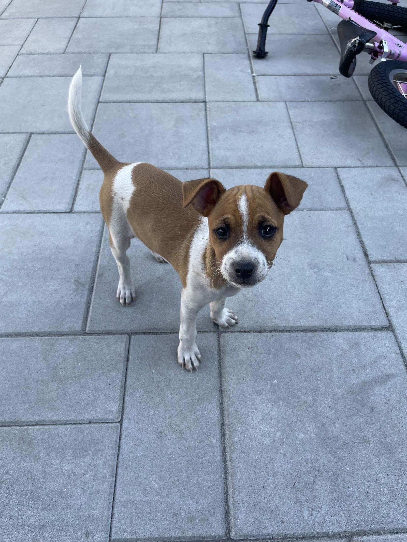 Sven, Adoptable, Young Male Terrier.