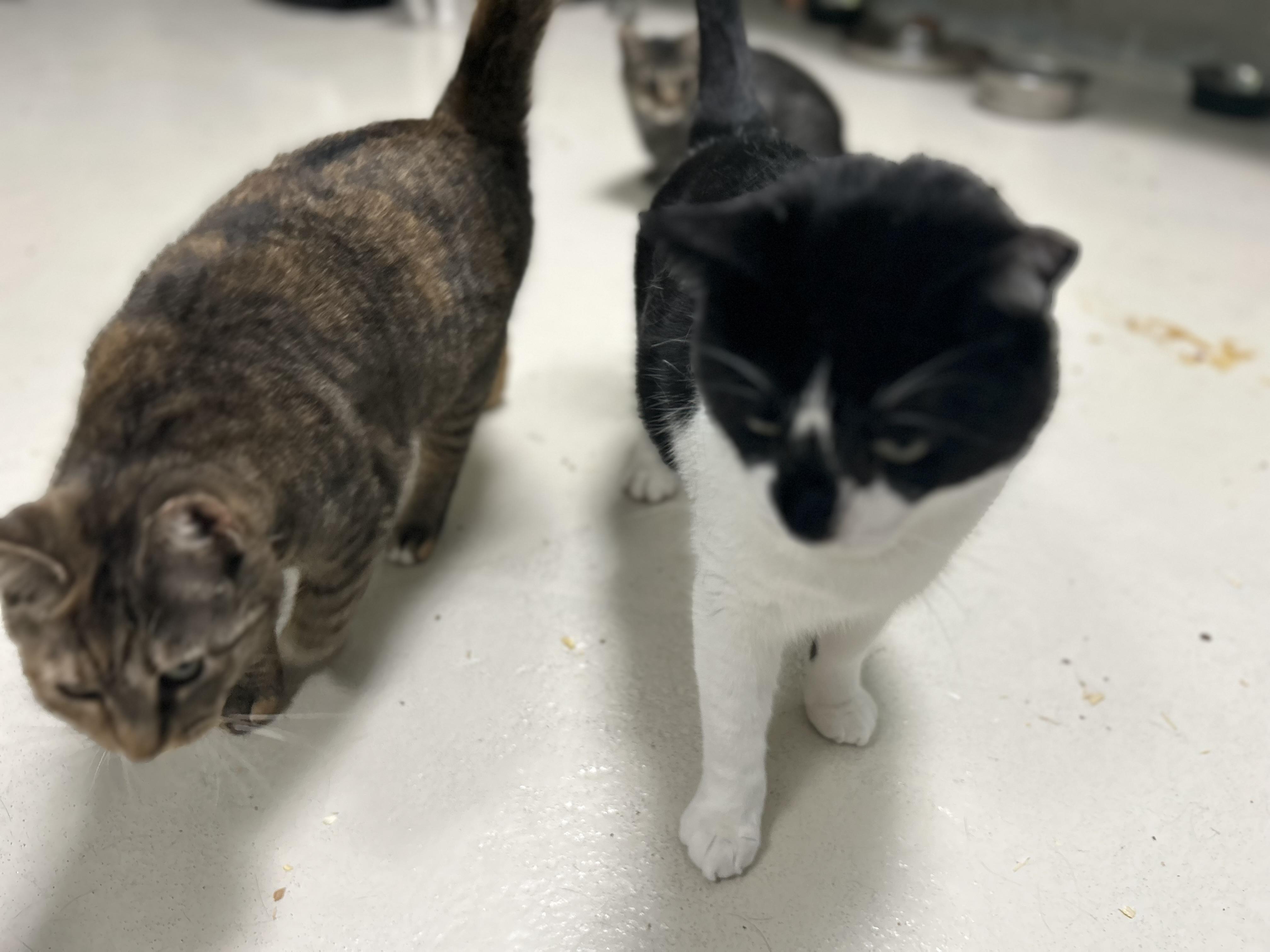 Enlarge Archie M, a ADOPTABLE Domestic Short Hair in West Nyack, NY image 5/6