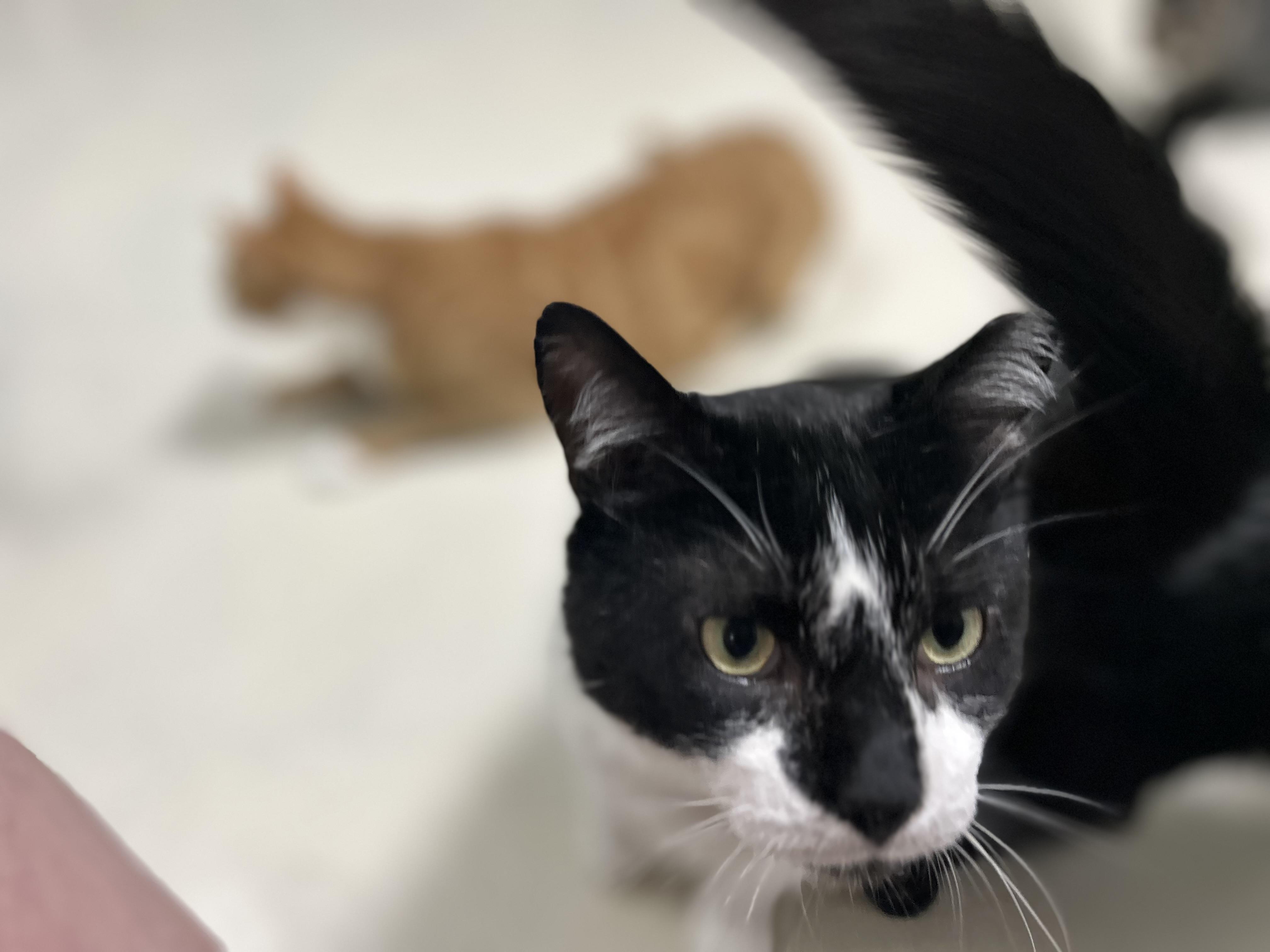 Enlarge Archie M, a ADOPTABLE Domestic Short Hair in West Nyack, NY image 2/6