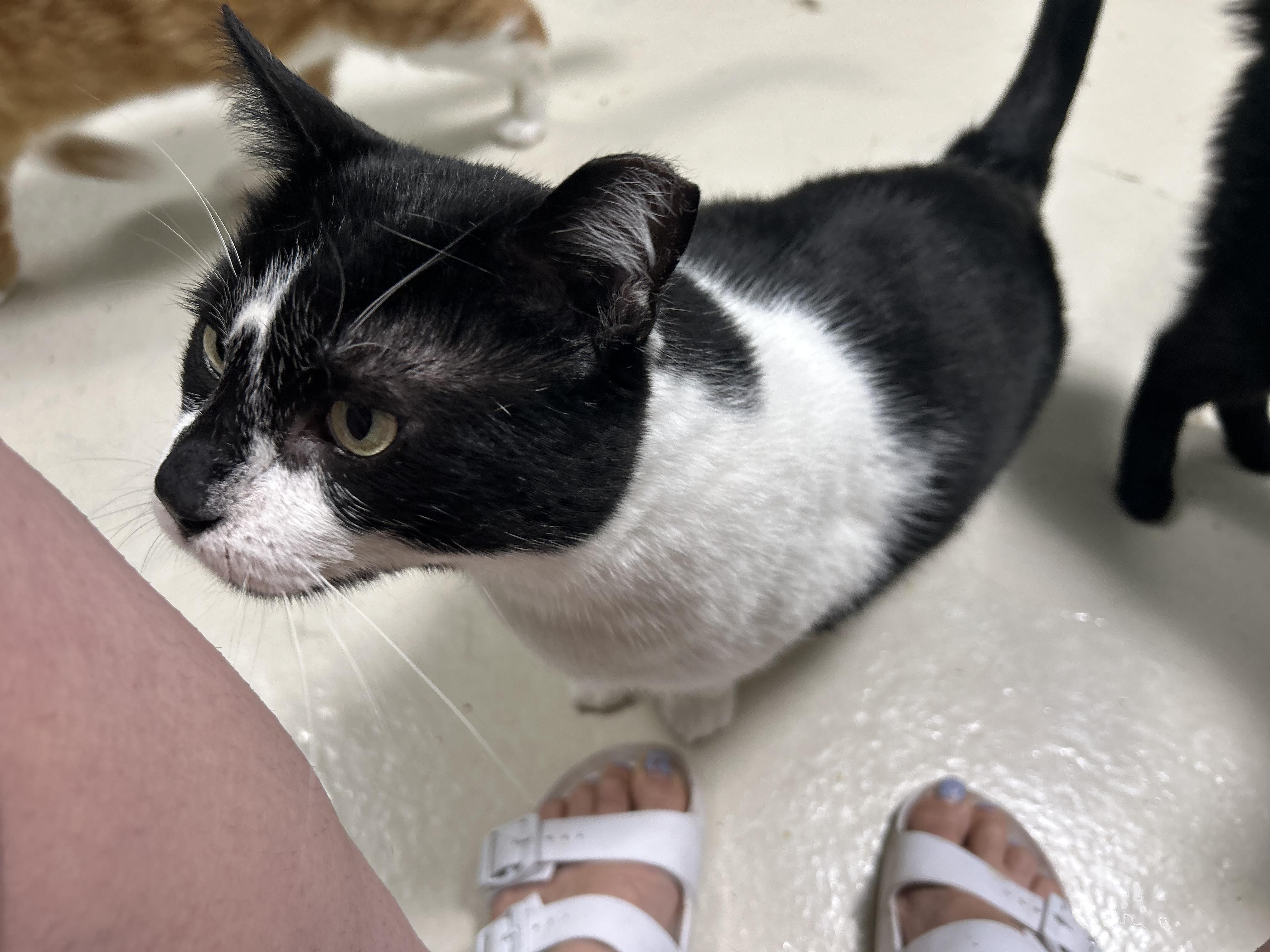 Enlarge Archie M, a ADOPTABLE Domestic Short Hair in West Nyack, NY image 3/6