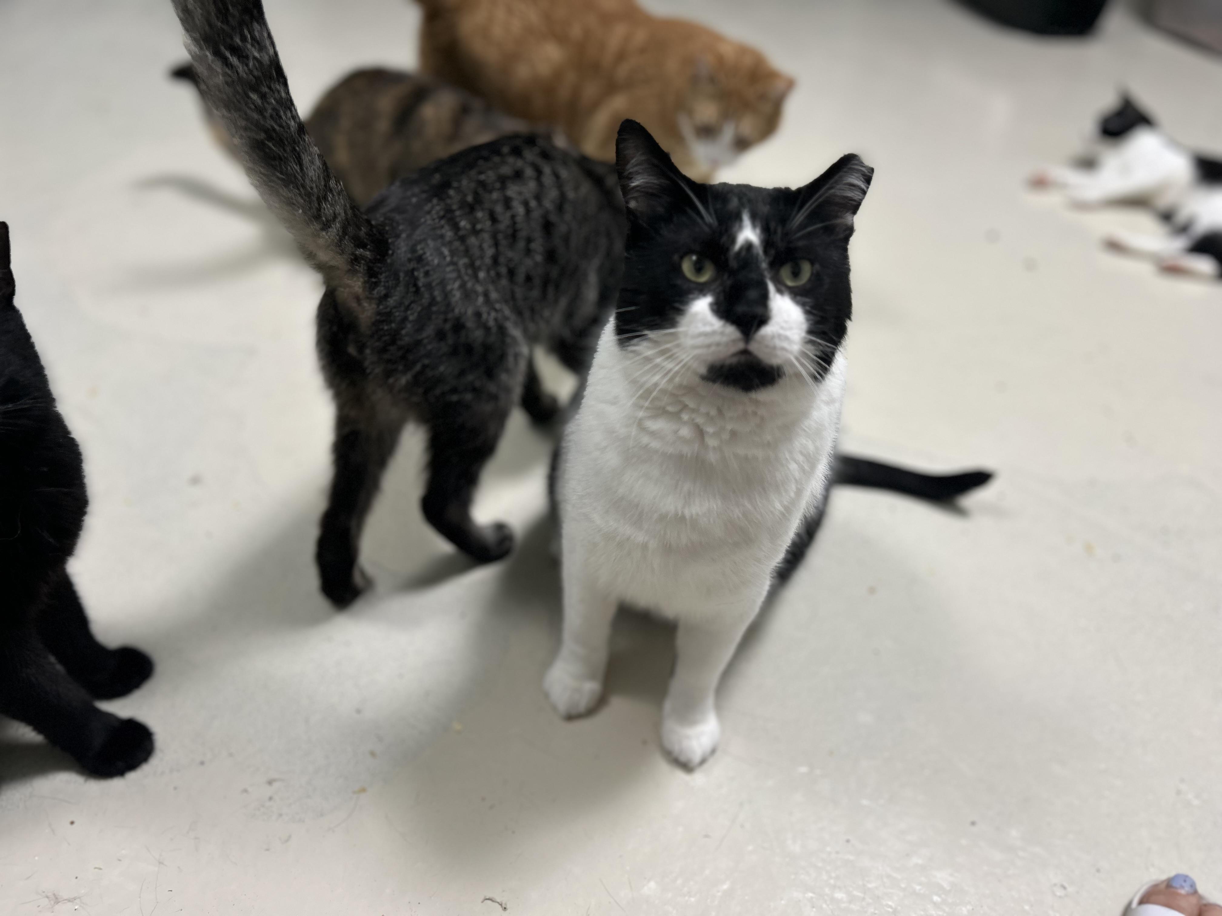 Enlarge Archie M, a ADOPTABLE Domestic Short Hair in West Nyack, NY image 1/6