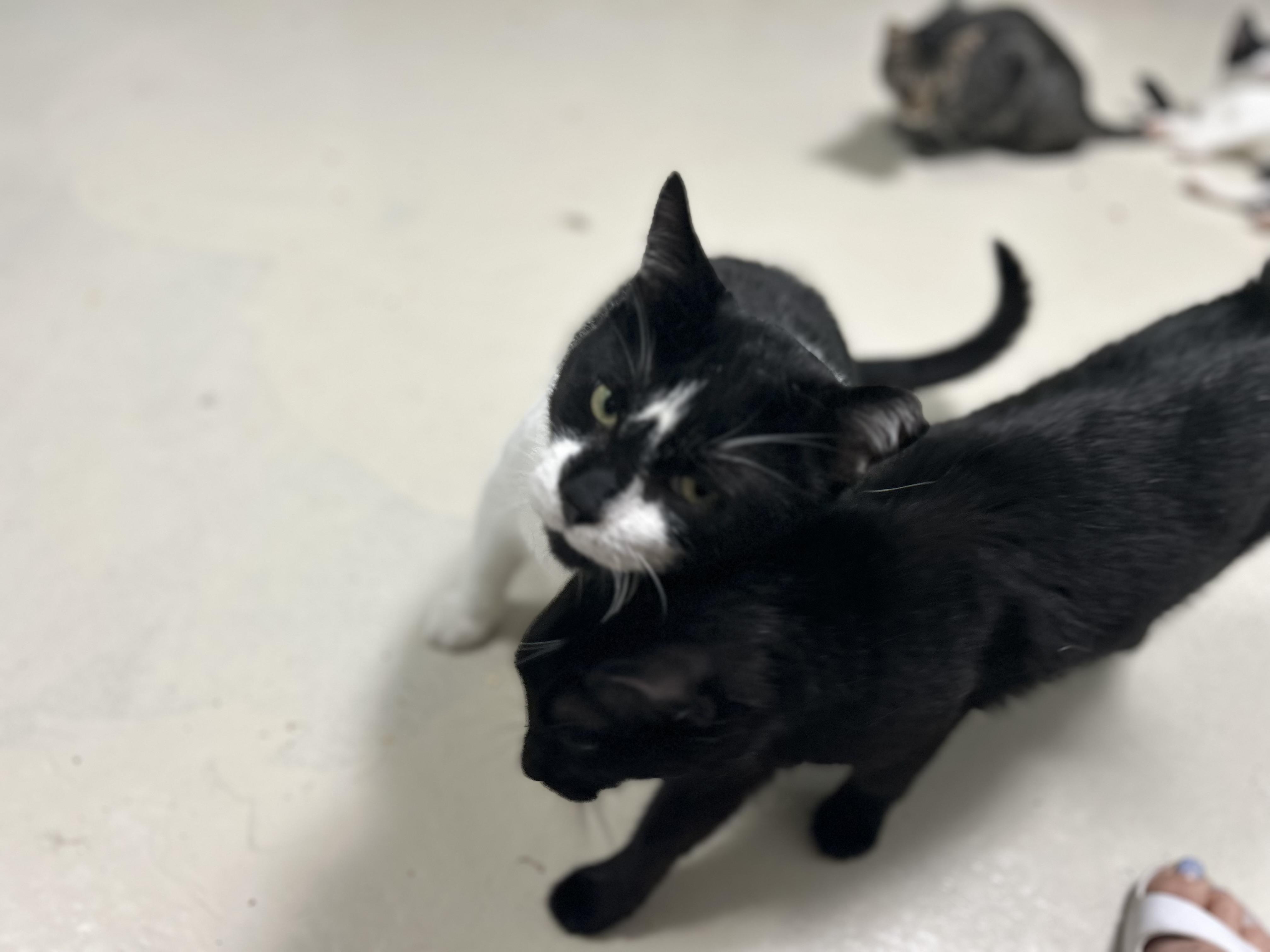 Enlarge Archie M, a ADOPTABLE Domestic Short Hair in West Nyack, NY image 6/6