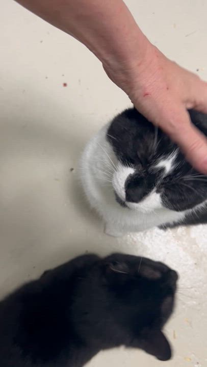 Enlarge Archie M, a ADOPTABLE Domestic Short Hair in West Nyack, NY video 4/6