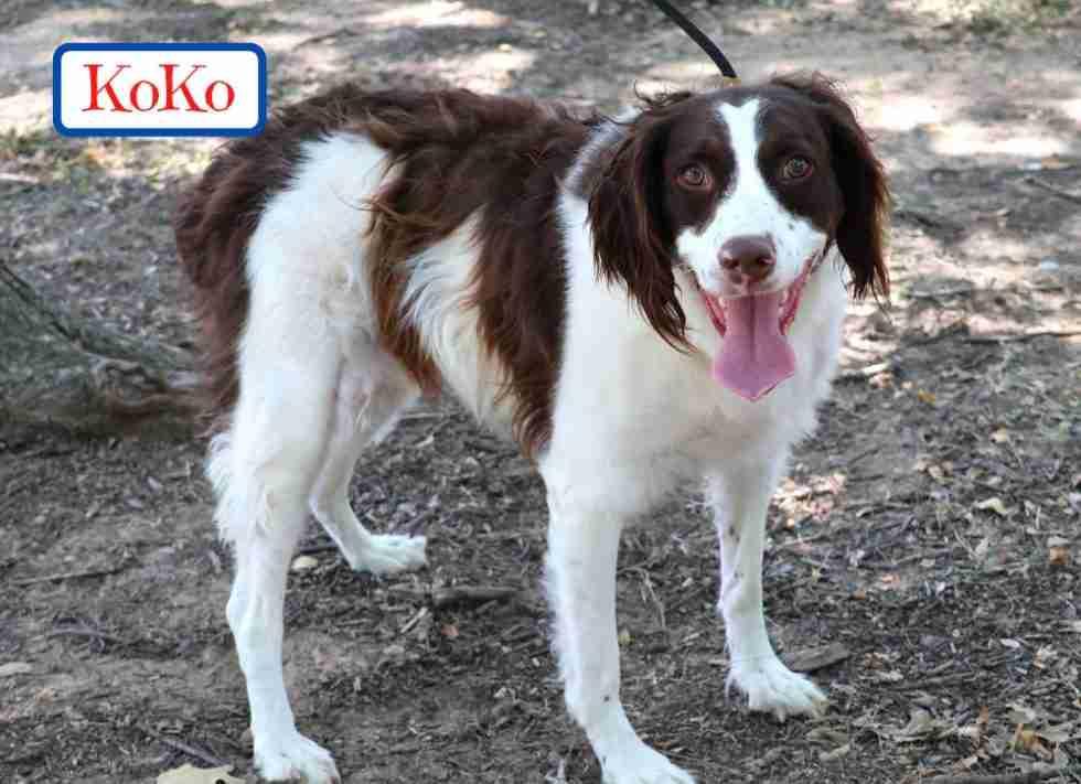 Enlarge Koko, an adopted Brittany Spaniel in Fort Worth, TX image 1/2