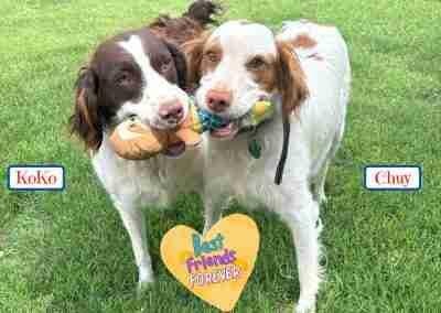 Enlarge Koko, an adopted Brittany Spaniel in Fort Worth, TX image 2/2