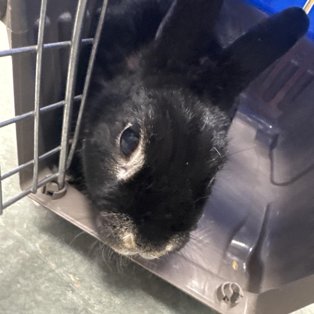 Marvin, Adoptable, Senior Male Silver Fox & Silver Fox.