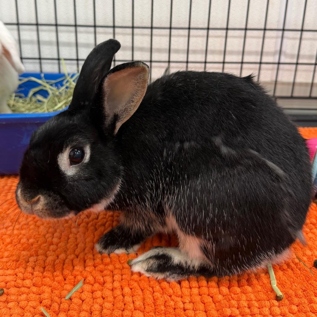 Enlarge Marvin, a Adoptable mixed breed in Tampa, FL image 2/3
