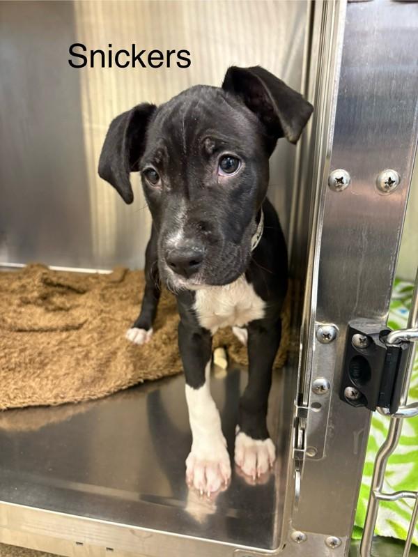 Snickers, Adoptable, Puppy Female Treeing Walker Coonhound.