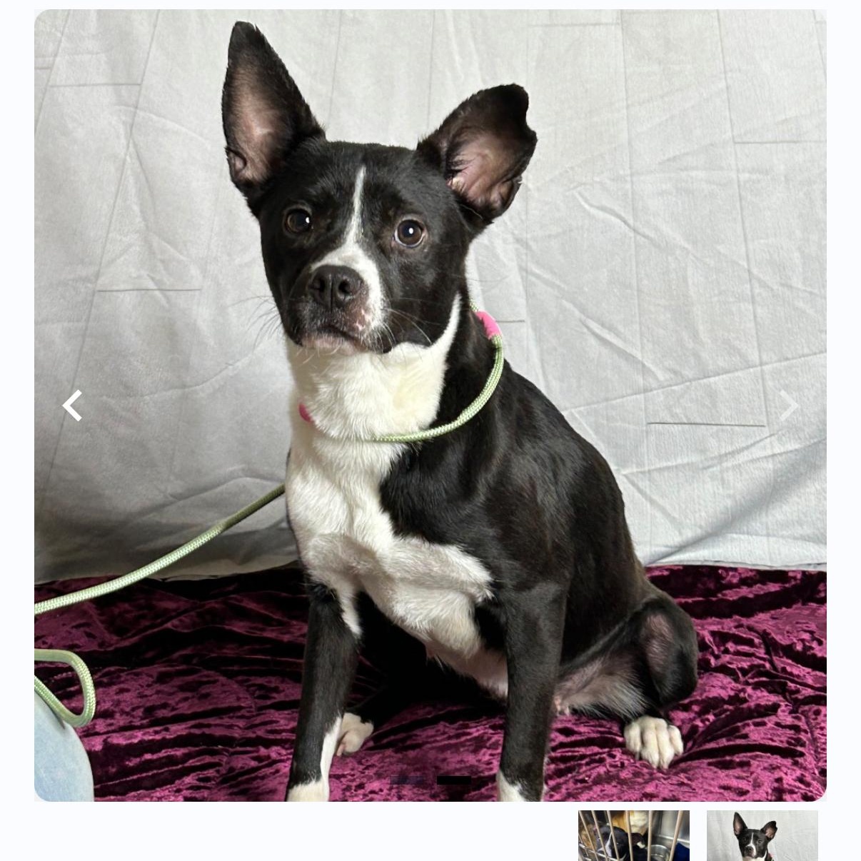 Tequila, Adoptable, Young Female Rat Terrier & Pug.